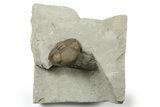 Wide, Enrolled Eldredgeops Trilobite - Removable From Rock #270072-1